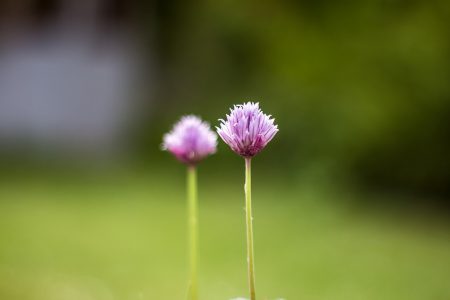 Thema Bokeh